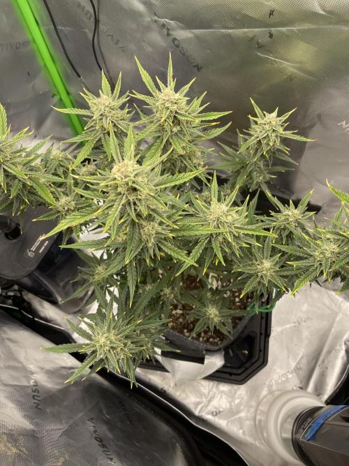 Gorilla Cookies FB420 Summer 26. Week 9