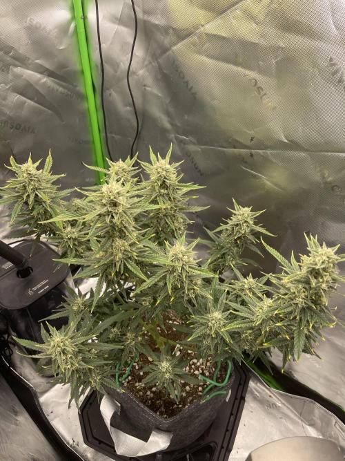 Gorilla Cookies FB420 Summer 26. Week 9