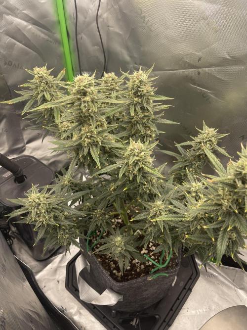 Gorilla Cookies FB420 Summer 26. Week 10