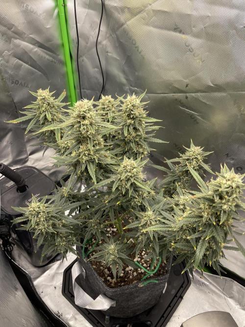 Gorilla Cookies FB420 Summer 26. Week 10