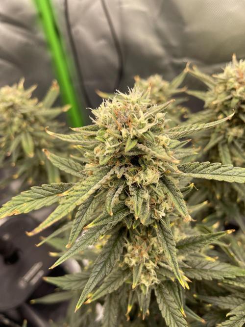Gorilla Cookies FB420 Summer 26. Week 10