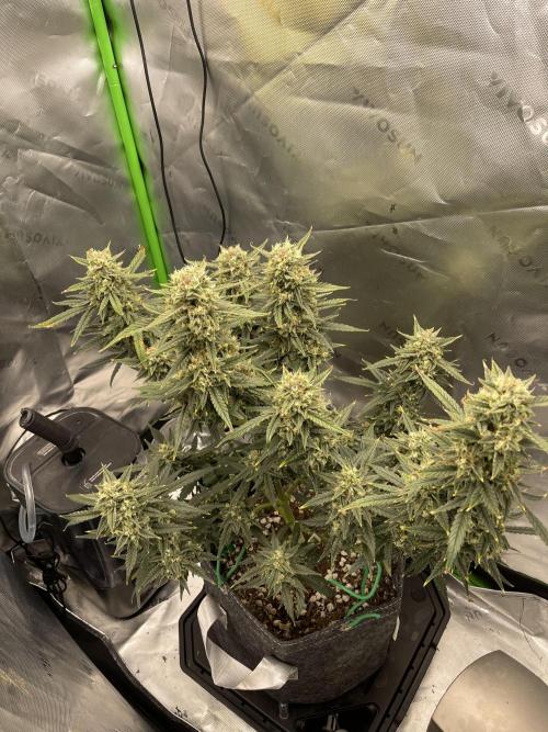Gorilla Cookies FB420 Summer 26. Week 10