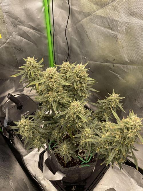 Gorilla Cookies FB420 Summer 26. Week 10