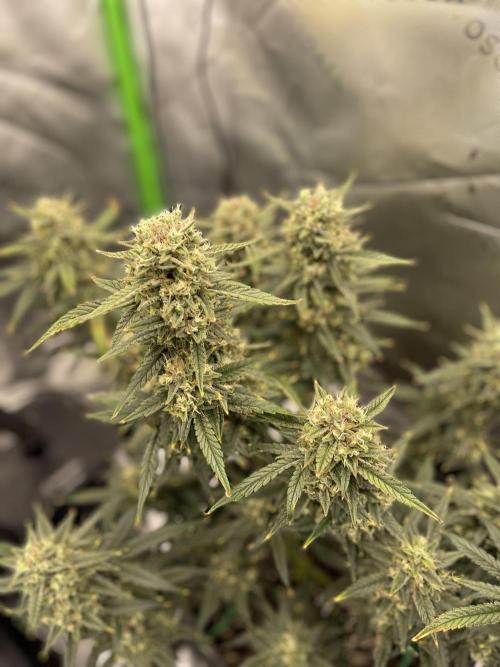 Gorilla Cookies FB420 Summer 26. Week 10