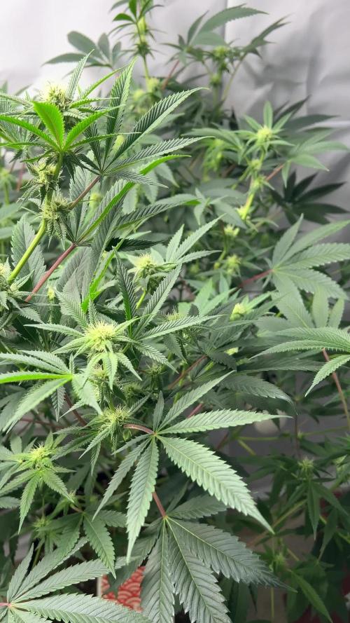 Purple majik temple kush f2