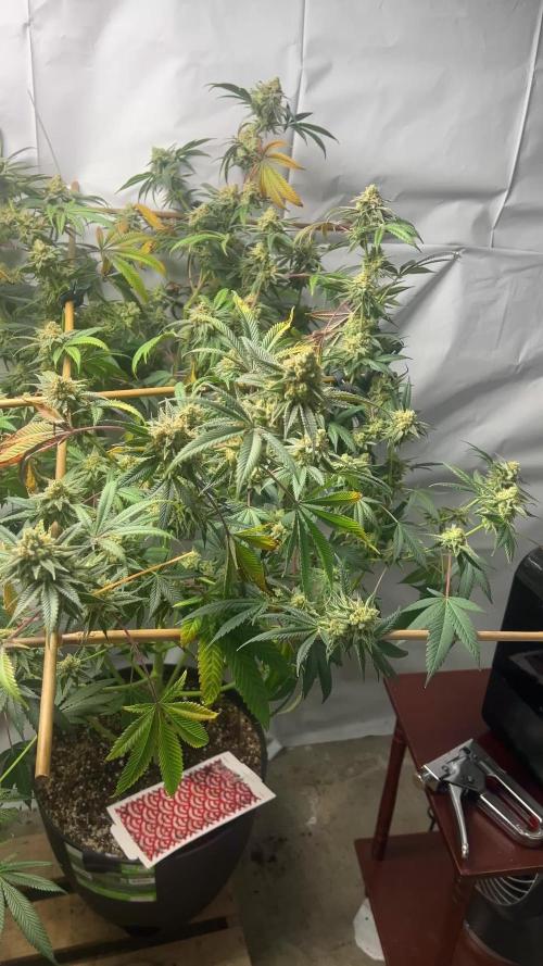 Purple majik temple kush f2