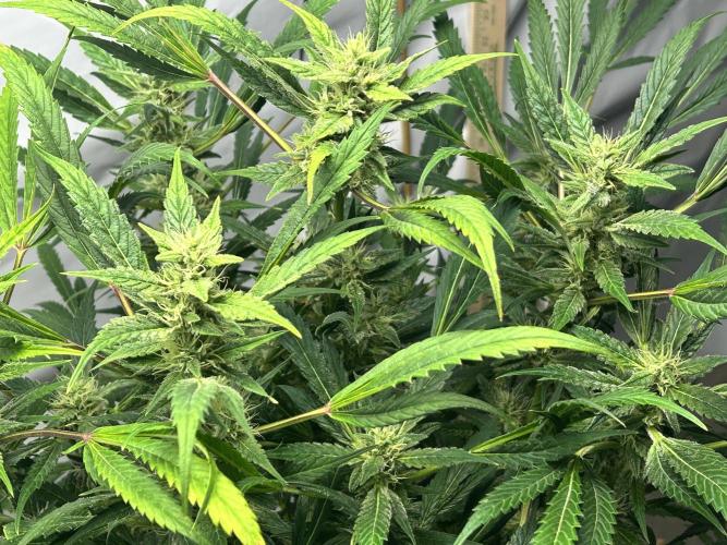 Candy my 1st auto. Week 10