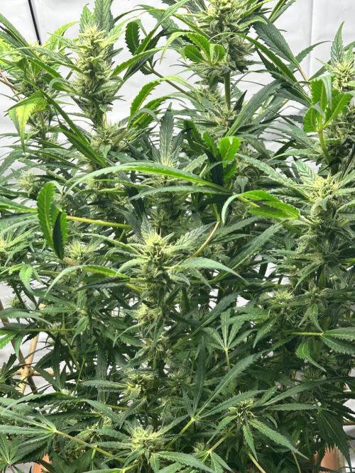 Candy my 1st auto. Week 10