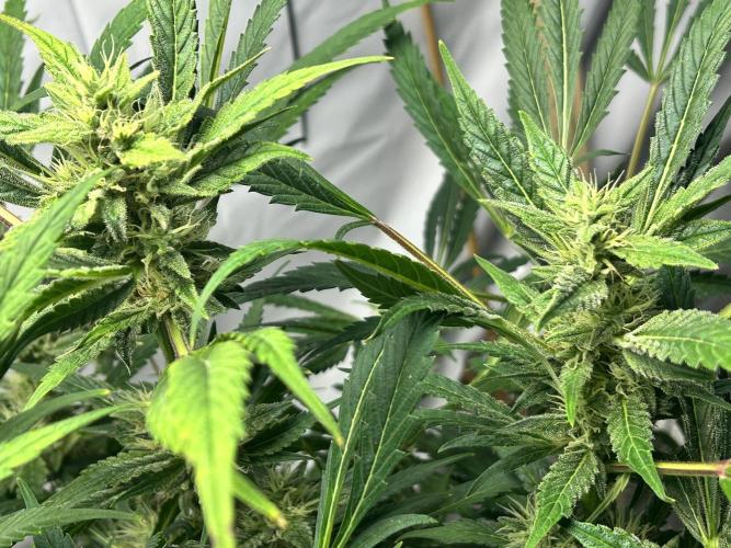 Candy my 1st auto. Week 10