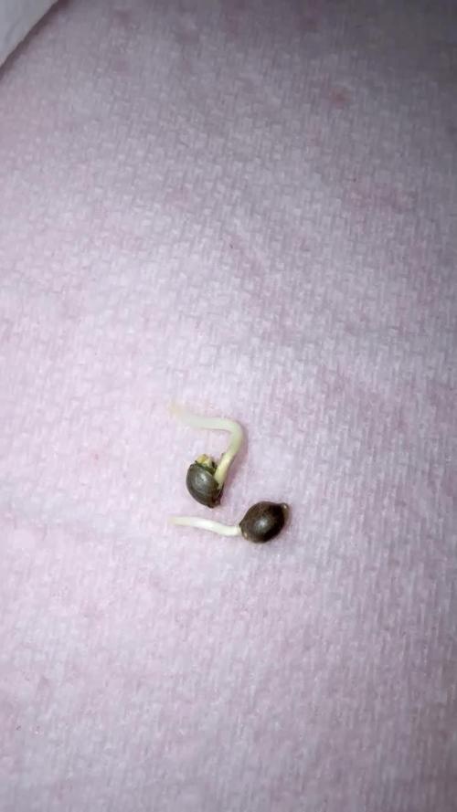 DWC AUTOFLOWER FIRST GROW, GODS GREEN CRACK- CATARACT KUSH.