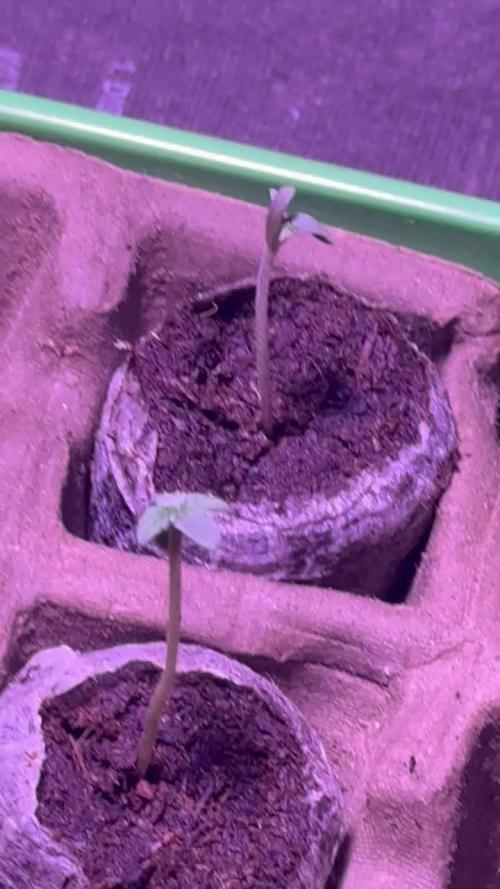 DWC AUTOFLOWER FIRST GROW, GODS GREEN CRACK- CATARACT KUSH.