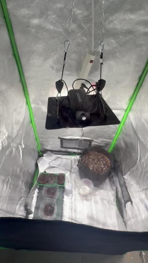 DWC AUTOFLOWER FIRST GROW, GODS GREEN CRACK- CATARACT KUSH.