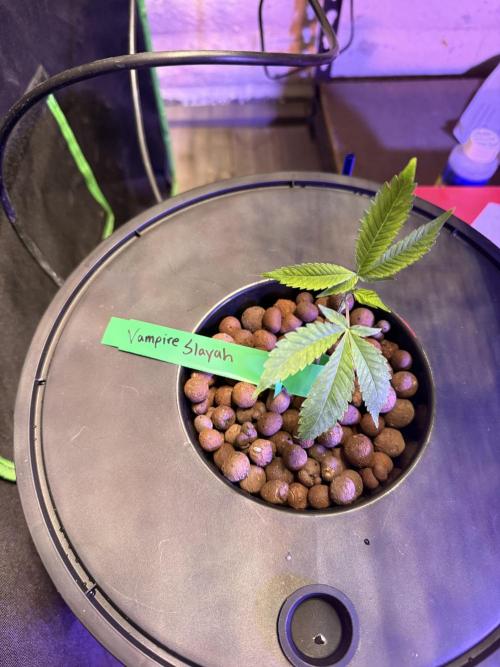 Vampire Slayah #20 BELEAF GENETICS. Week 0