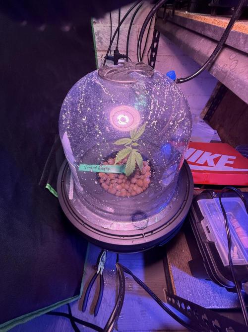 Vampire Slayah #20 BELEAF GENETICS. Week 0