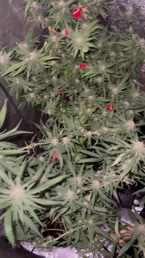 FASTBUDS GORILLA MELON/APPLE FRITTER #2