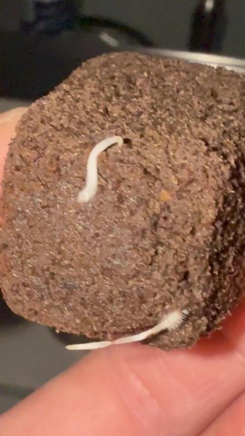 BLACK OPIUM DIVINE SEEDS