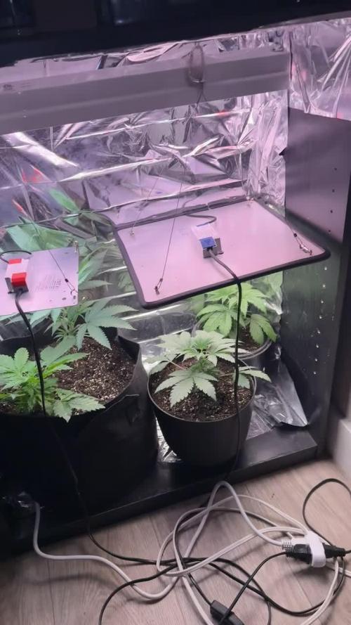 BLACK OPIUM DIVINE SEEDS