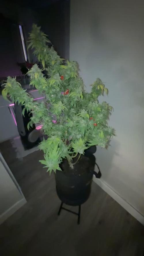 FASTBUDS GORILLA MELON/APPLE FRITTER #2