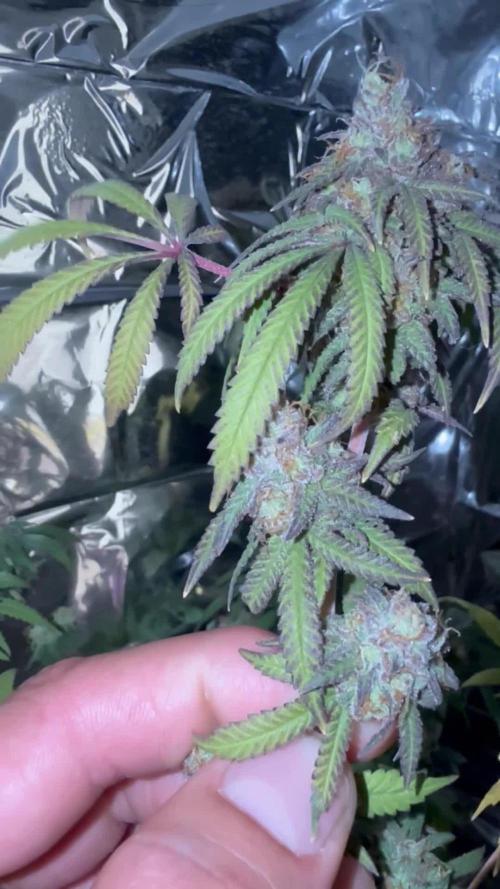 BLUE THAI KUSH
