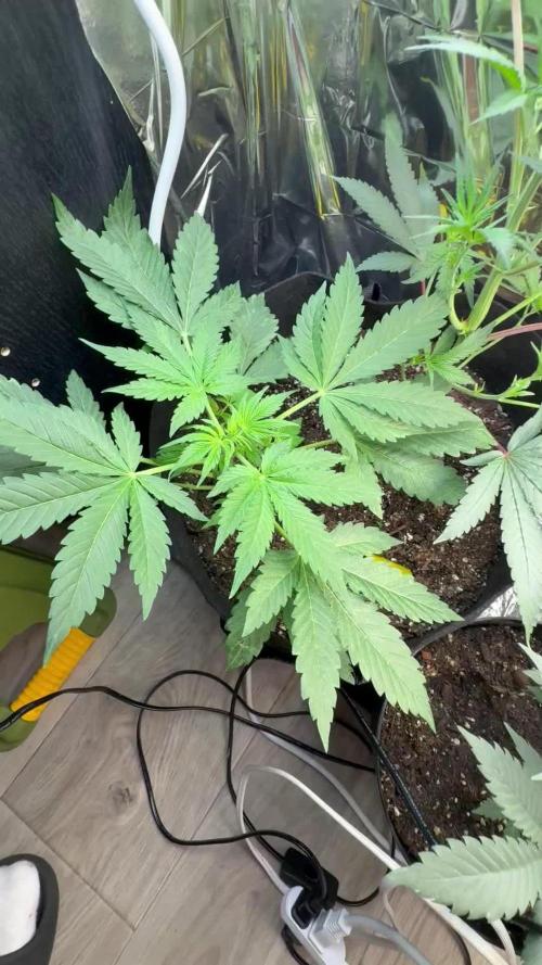 BLACK OPIUM DIVINE SEEDS