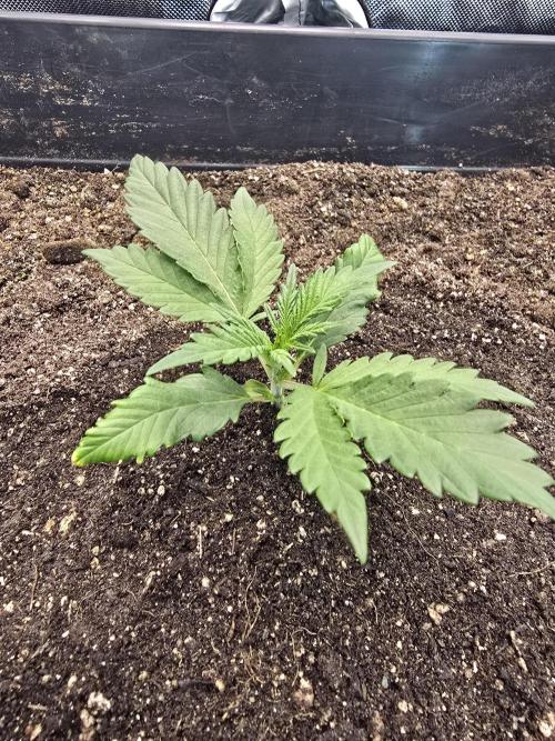 Advance Grow Tent System 2x4, Integrated Smart Controls. Week 0