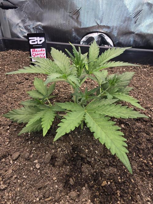 Advance Grow Tent System 2x4, Integrated Smart Controls. Week 3