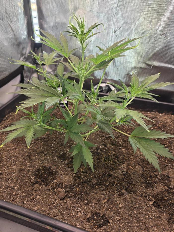 2X4 Grow. Week 4