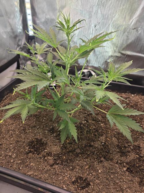 Advance Grow Tent System 2x4, Integrated Smart Controls. Week 4