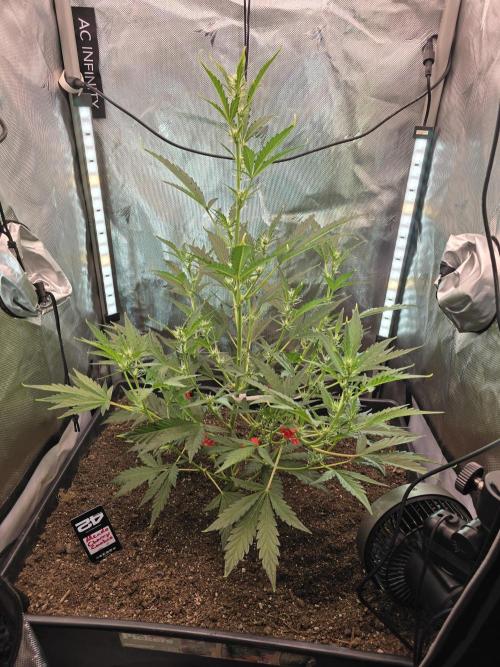 Advance Grow Tent System 2x4, Integrated Smart Controls. Week 5
