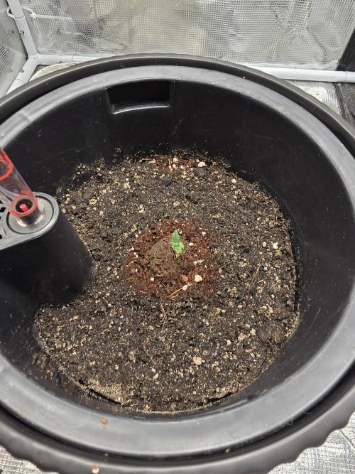 Guava Sundae Auto. Week 0