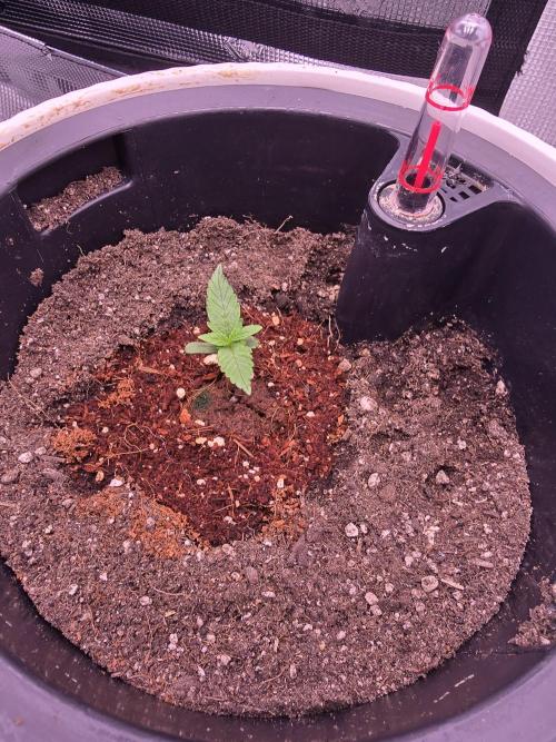 Apple Strudel Auto. Week 0