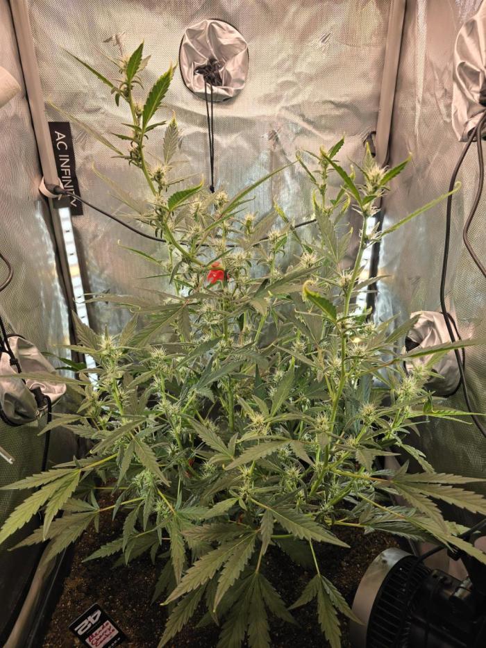 Mendo Cherry Cookies. Week 6