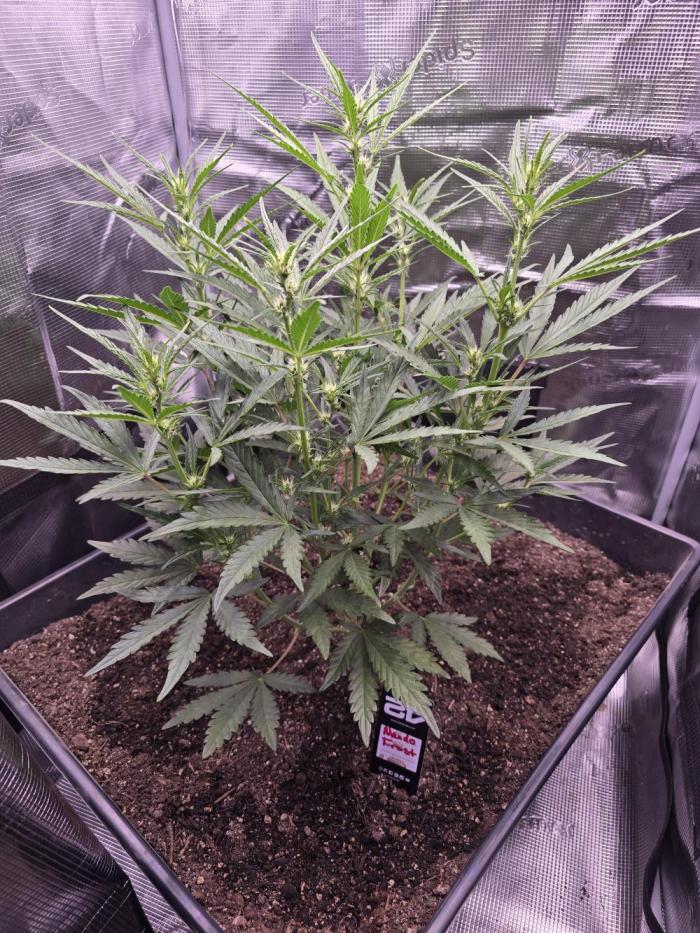 Mendo Frost. Week 4