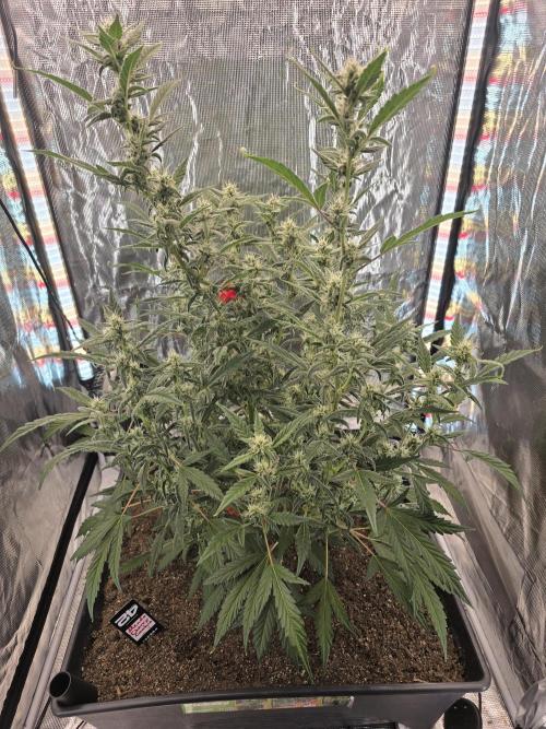 Advance Grow Tent System 2x4, Integrated Smart Controls. Week 7