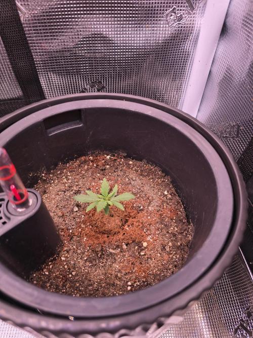 Guava Sundae Auto. Week 1
