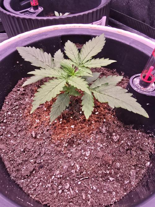 Apple Strudel Auto. Week 1