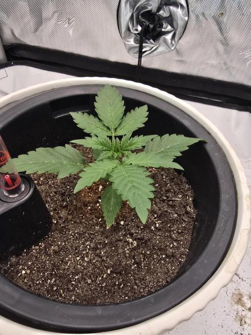 Midas Melt. Week 1
