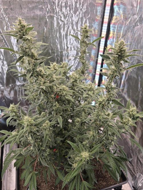 Mendo Cherry Cookies. Week 8