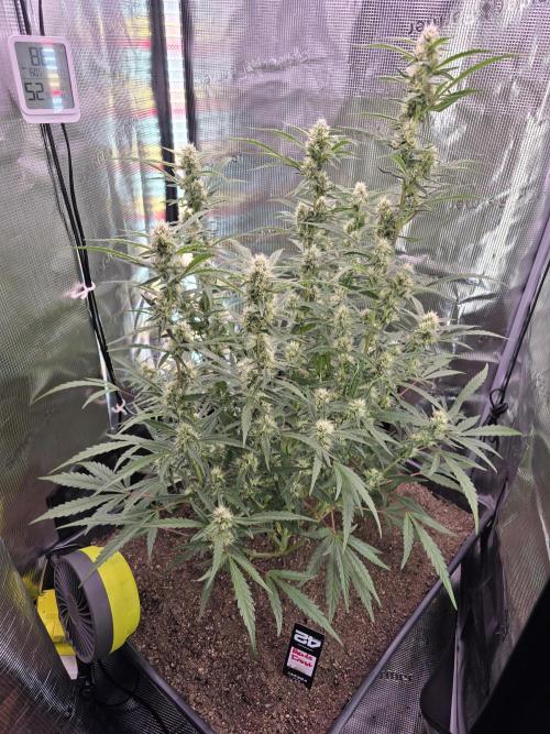 Mendo Frost. Week 6