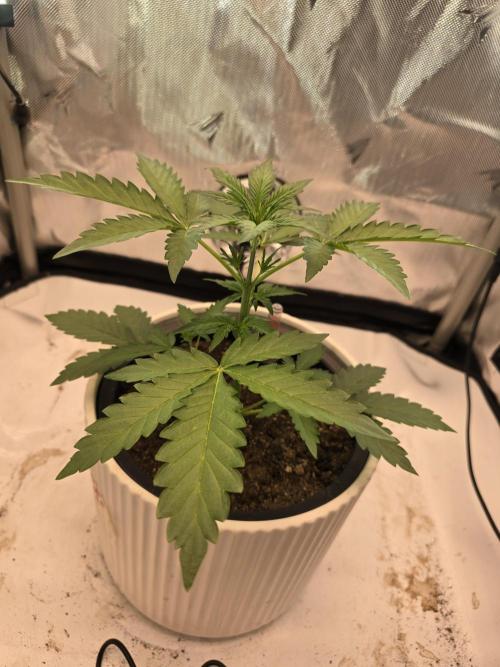 Midas Melt. Week 2