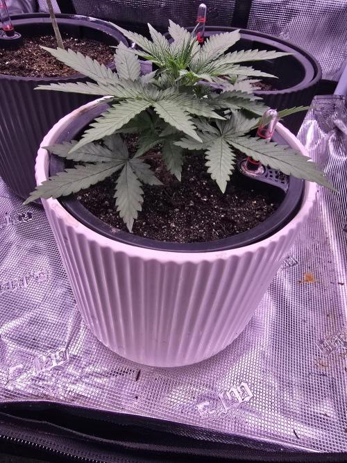 Apple Strudel Auto. Week 2