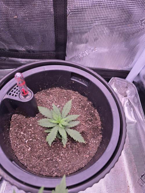 Guava Sundae Auto. Week 2