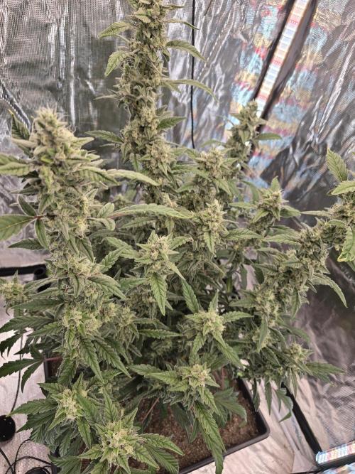 Mendo Cherry Cookies. Week 9