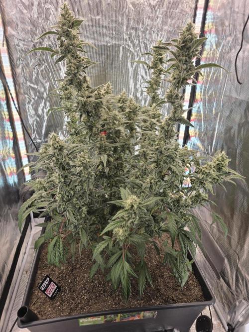 Advance Grow Tent System 2x4, Integrated Smart Controls. Week 9