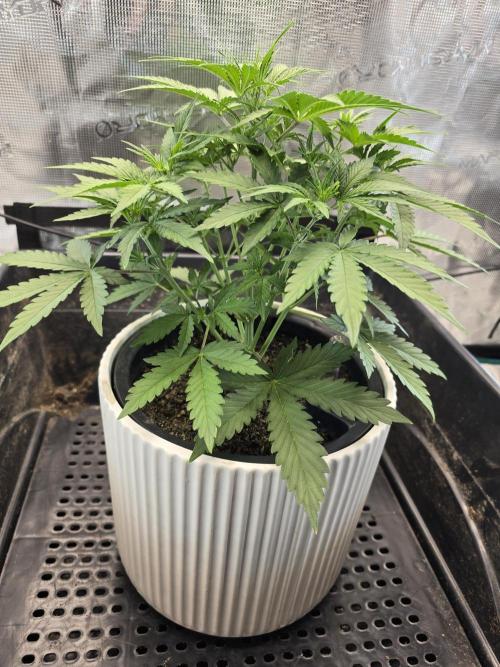 Apple Strudel Auto. Week 3