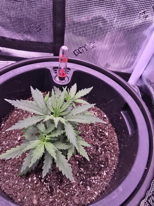 Guava Sundae Auto. Week 3