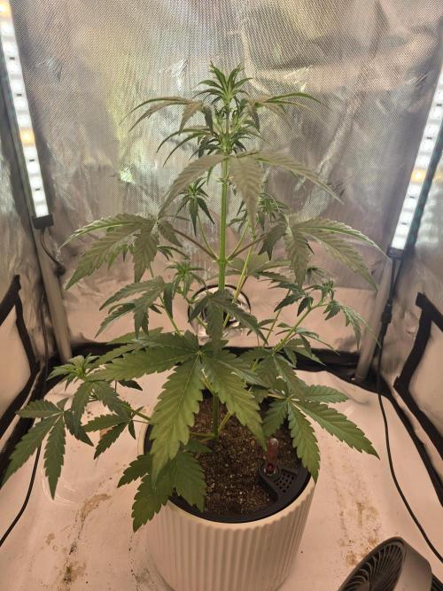 Midas Melt. Week 3