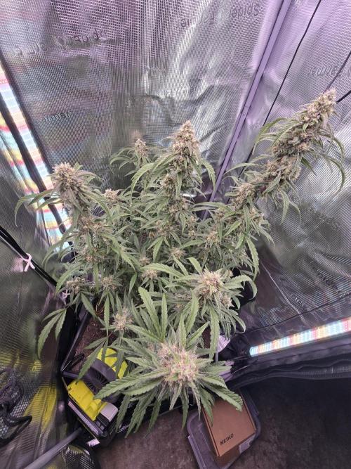 Mendo Frost. Week 8