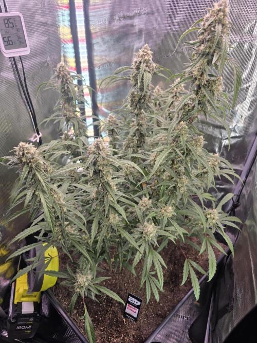 Mendo Frost. Week 8