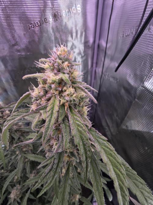 Mendo Frost. Week 8